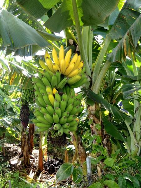 Plantains + Bananas ~ Thursday's Permaculture Class - Hawaii Eco Living